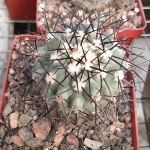 Copiapoa calderana PV2136 -Piltz- 850 -щеплена-