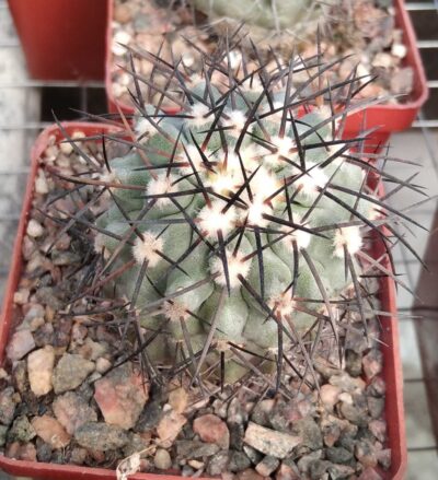 Copiapoa calderana PV2136 -Piltz- 850 -щеплена-