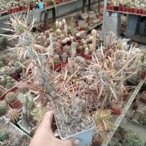 Tephrocactus articulatus v. papyracanthus -cube-9cm- великий кущ -