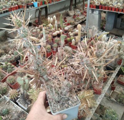 Tephrocactus articulatus v. papyracanthus -cube-9cm- великий кущ -