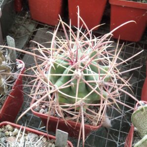 Ferocactus acanthodes -Pima-cube-6cm-
