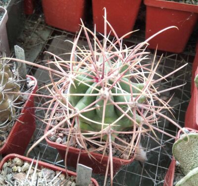 Ferocactus acanthodes -Pima-cube-6cm-