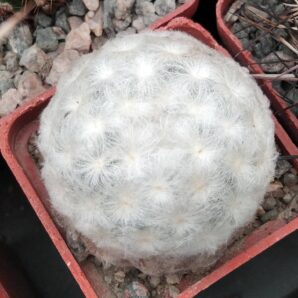 Mammillaria plumosa -cube-5cm-