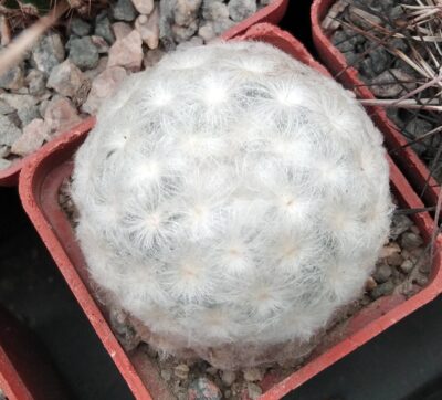 Mammillaria plumosa -cube-5cm-