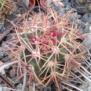 Ferocactus chryzacanthus v. rubrispinus -cube-7cm-Koehres-