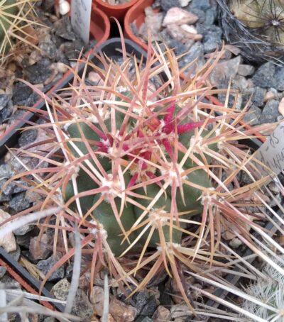 Ferocactus chryzacanthus v. rubrispinus -cube-7cm-Koehres-