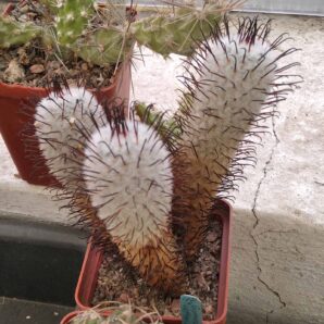 Mammillaria perezdelarosae -cube-7cm- 10+years-