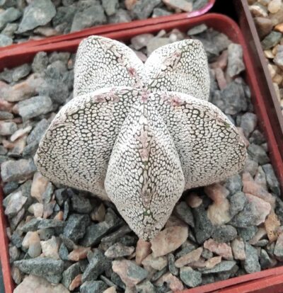 Astrophytum myriostigma cv."Onzuka"- cube-7cm-