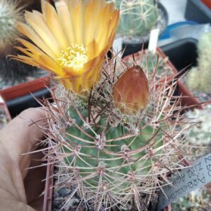 Pyrrhocactus spec. Agua Bel Torro- cube-7cm-