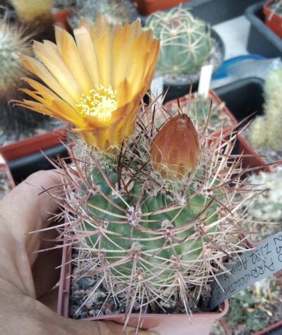 Pyrrhocactus spec. Agua Bel Torro- cube-7cm-
