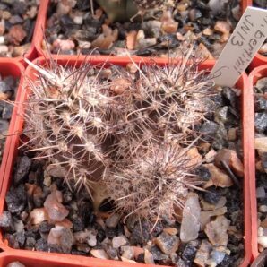 Austrocactus bertinii JN13 -сube-6cm-щеплений-
