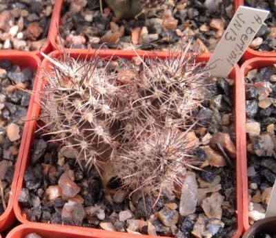 Austrocactus bertinii JN13 -сube-6cm-щеплений-