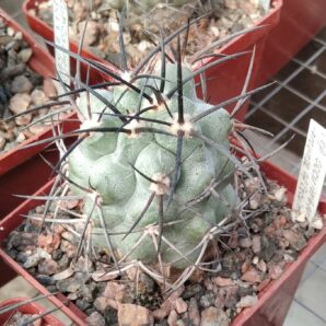 Copiapoa cocuimbana -Province off Cocuimbo-Piltz-cube-7cm- щеплена-