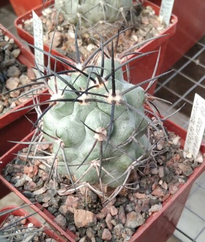 Copiapoa cocuimbana -Province off Cocuimbo-Piltz-cube-7cm- щеплена-