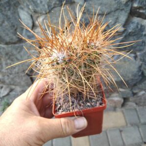 Parodia maxima LH426 -cube-7cm-