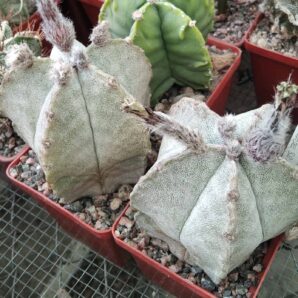 Astrophytum coahuilense SB1474 -cube-7cm-