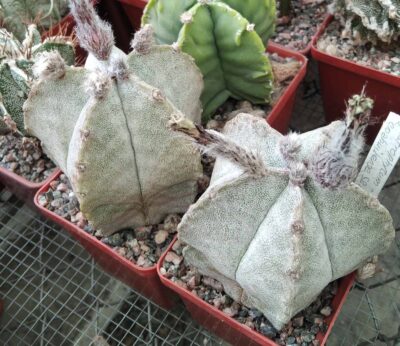 Astrophytum coahuilense SB1474 -cube-7cm-