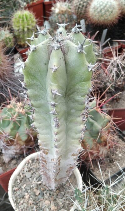 Lophocereus schottii -висота - біля 20см-