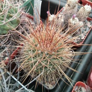 Mammillaria pettersonii -cube-7cm-