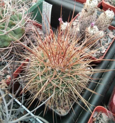Mammillaria pettersonii -cube-7cm-