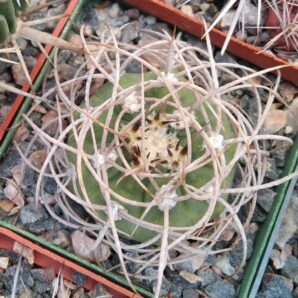 Gymnocalycium mazanense v. polycephalum -cube-7cm-
