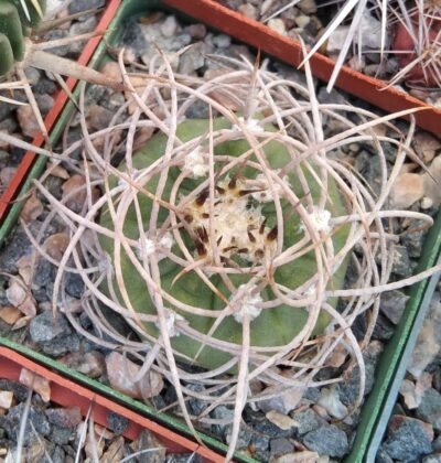 Gymnocalycium mazanense v. polycephalum -cube-7cm-
