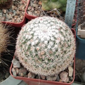 Mammillaria perbella REPP787 - cube-6cm-червоно-рожеві квіти-