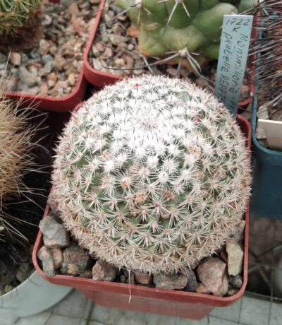 Mammillaria perbella REPP787 - cube-6cm-червоно-рожеві квіти-