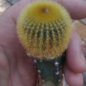 Uebelmania eriocactoides-