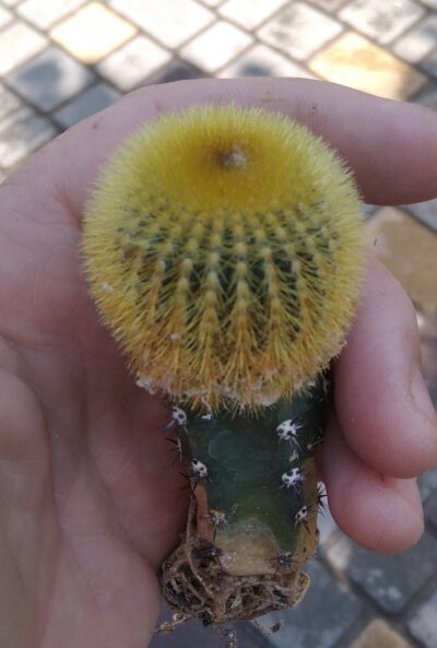 Uebelmania eriocactoides-