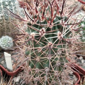 Pyrrhocactus strausianus -cube-7cm-