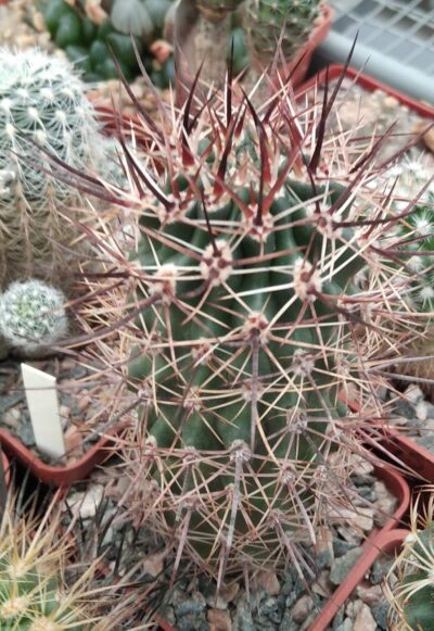 Pyrrhocactus strausianus -cube-7cm-
