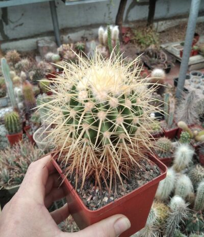 Echinocactus grusonii -cube-9cm-не імпорт-власна культура!- - Зображення 2