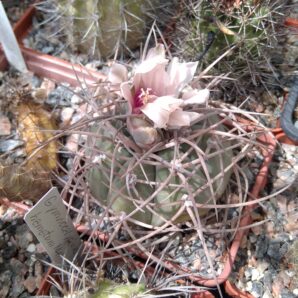 Gymnocalycium cardenasianum -cube-7cm-