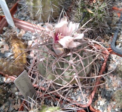 Gymnocalycium cardenasianum -cube-7cm-