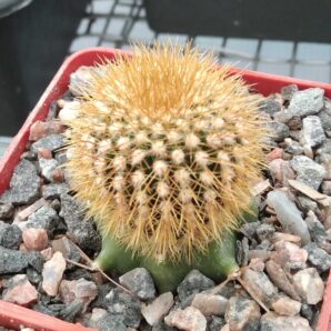 Uebelmania flavispina -cube-7cm-щеплена-