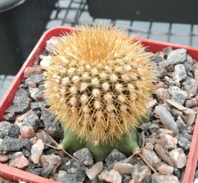 Uebelmania flavispina -cube-7cm-щеплена-