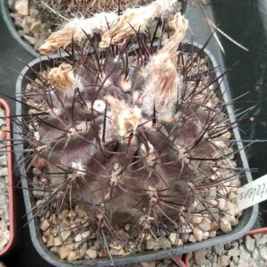 Neochilenia taltalensis -cube-7cm-