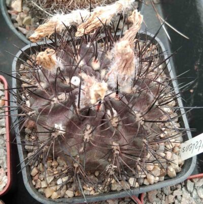 Neochilenia taltalensis -cube-7cm-