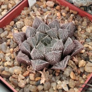Haworthia cv."Mirror Ball"- cube-7cm-