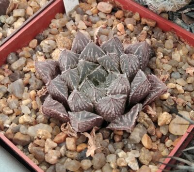 Haworthia cv."Mirror Ball"- cube-7cm-