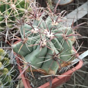 Ferocactus peninsulae SB1686 -cube-9cm-
