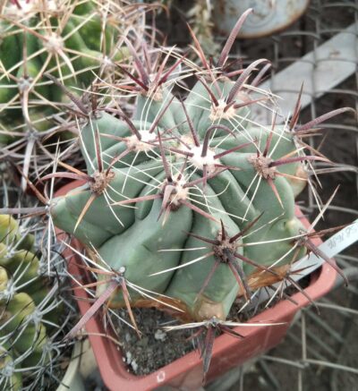 Ferocactus peninsulae SB1686 -cube-9cm-