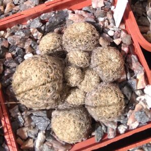 Sulcorebutia albissima VS362 -cube-6cm- 700