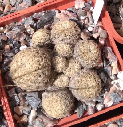Sulcorebutia albissima VS362 -cube-6cm- 700