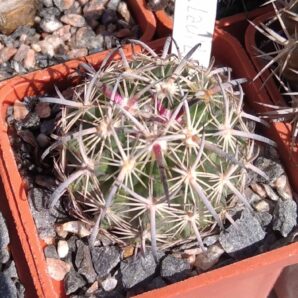 Еchinomastus laui L1123 -Salinas- cube-5cm- своє коріння-