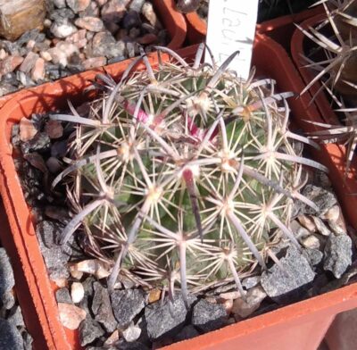 Еchinomastus laui L1123 -Salinas- cube-5cm- своє коріння-