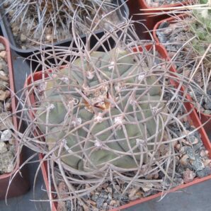 Gymnocalycium cardenasianum -cube-8cm-