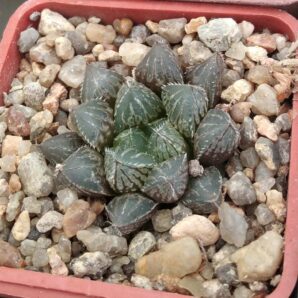 Haworthia cv."Mirror Ball"- cube-7cm-