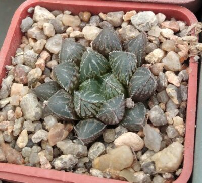 Haworthia cv."Mirror Ball"- cube-7cm-